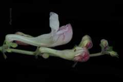 Scutellaria scandens